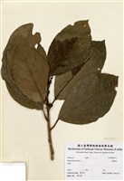 藏品(稜果榕)的圖片
